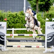 L'HILTON STALLION
