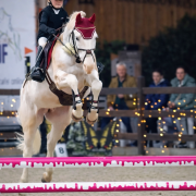 L'HILTON STALLION