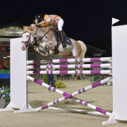 L'HILTON STALLION