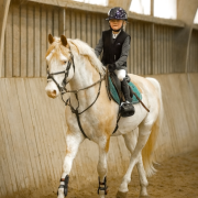 L'HILTON STALLION