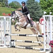 L'HILTON STALLION