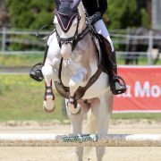 L'HILTON STALLION