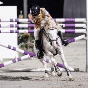 L'HILTON STALLION