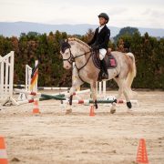L'HILTON STALLION