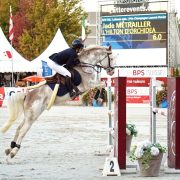 L'HILTON STALLION